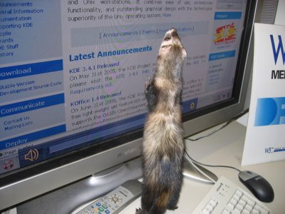 ferret%20computer.jpg